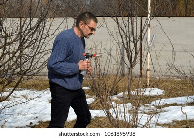 Spring processing of currant bushes with high temperature using a gas burner