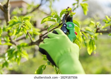 Spring pruning of garden fruit trees and bushes, close-up of gloved hands with garden shears pruning pear branches
