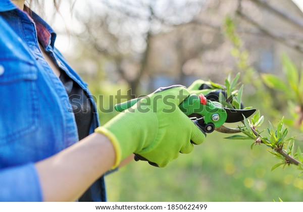 Spring pruning garden, woman gardener with garden\
scissors in her hands makes pruning of branches on fruit trees,\
peach tree
