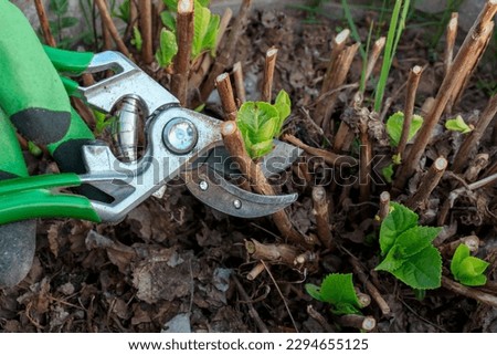 Spring pruning with hand pruning shears of a tree hydrangea bush in the garden. . High quality photo