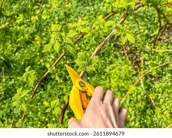 Spring pruning of raspberry branches in the garden. Gardener's hands in gloves work with scissors, pruning raspberry twigs.