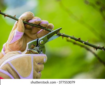 Spring Pruning Roses In The Garden