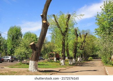 Spring Pruning Of Tall Trees, Urban Landscaping. A Green Street On A Sunny Day.