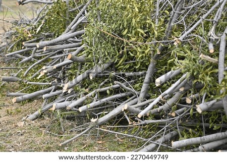 spring pruning of trees, cut tree trunks, moss-covered arbor trunks, cut branches of shrubs, mistletoe on branches, sanitary pruning of trees, trimming trees,  pruning trees, gray logs of wood