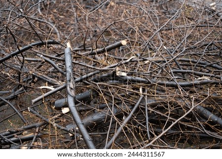 spring pruning of trees, cut tree trunks, moss-covered arbor trunks, cut branches of shrubs, mistletoe on branches, sanitary pruning of trees, trimming trees, pruning trees, gray logs of wood