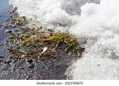 Spring Puddles, Snow Drifts, Snow, Mud And Melted Dirty Water Stream.