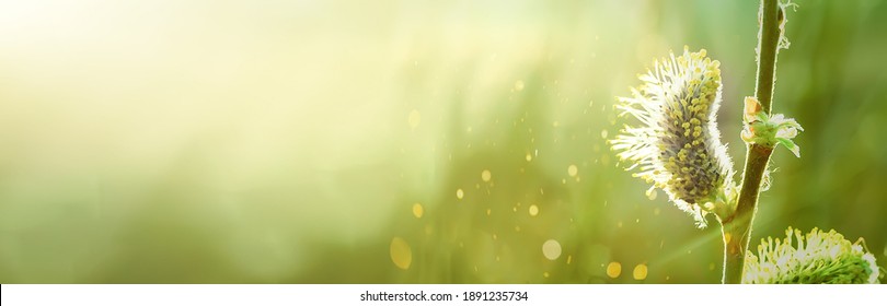 Spring pussy willow branches. symbol of palm branch for holiday before Easter. Spring season. cross, symbol of Christianity religion, faith in God. Soft focus - Powered by Shutterstock