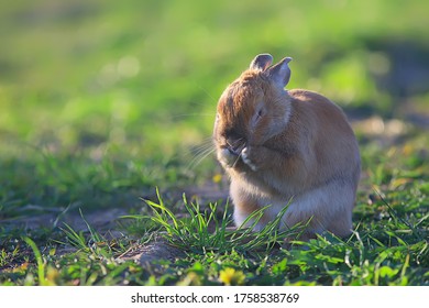 spring rabbit in a green field, easter symbol, beautiful april easter background