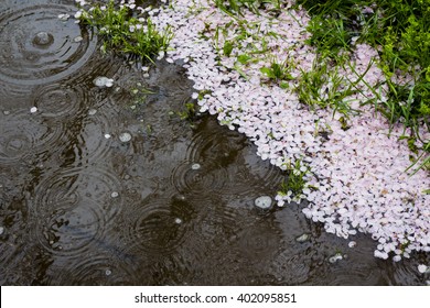 Spring Rain