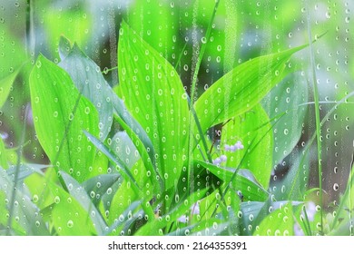 Spring Rain Flowers Background Bloom Field Nature Fresh Green Water Drops