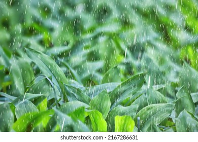 Spring Rain Flowers Background Bloom Field Nature Fresh Green Water Drops