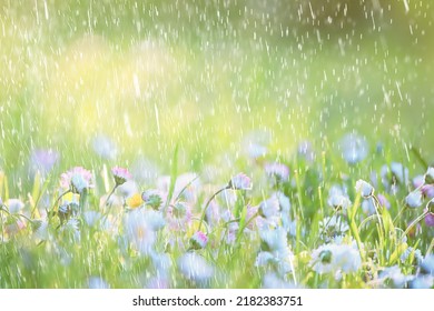 Spring Rain Flowers Background Bloom Field Nature Fresh Green Water Drops