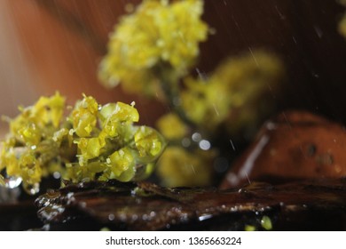 spring rain in the forest