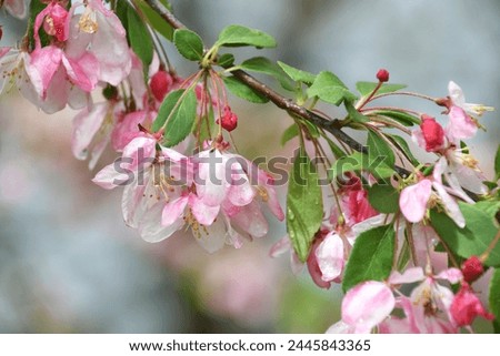 Spring Rain - Raindrops on pink and white blossoms of a flowering weeping crabapple tree 