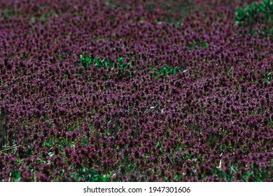 Spring Red Dead Nettle Flowers. Among The First Flowers That Bees Feed From. 