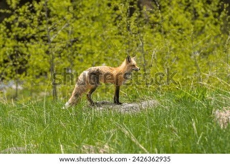 Spring Red Fox - A young Red Fox standing on a rock and searching for its prey in a mountain meadow on a sunny Spring day. Maroon Bells Scenic Area, Aspen, Colorado, USA.