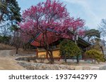 Spring and red plum blossoms at Bongeunsa Temple in Gangnam-gu, Seoul, Korea.