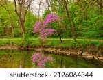 Spring Redbud Tree reflected in a stream-Howard County, Indiana
