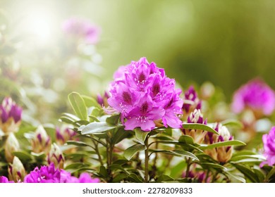 Spring Rhododendron flowers in Washington State during bright day light 