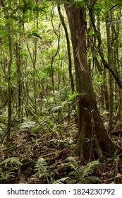 Spring In A Riparian Forest, At Brazilian Cerrado Regions With Diversity Of Trees, Palms And Ferns