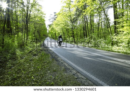 Spring road and green leaves on trees in forest. Free space for your decoration. 