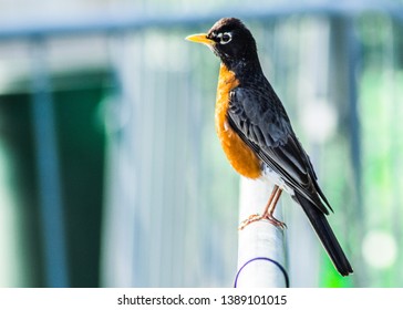 Spring robin on a post profile photo