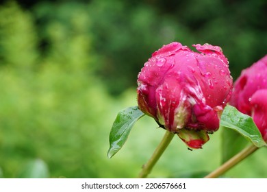 Spring Rose On A Rainy Spring Day