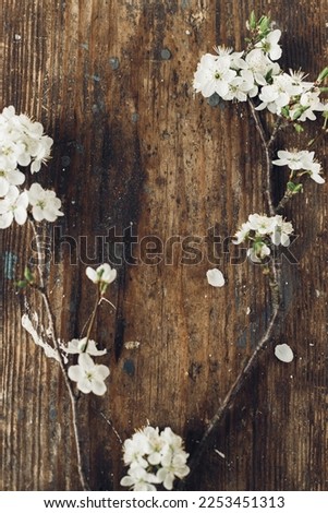 Spring rustic flat lay. Blooming cherry branch on rustic wooden background. Spring flowers rural wallpaper. Simple countryside living. Hello spring. Space for text