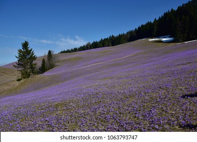 Spring Saffron Field