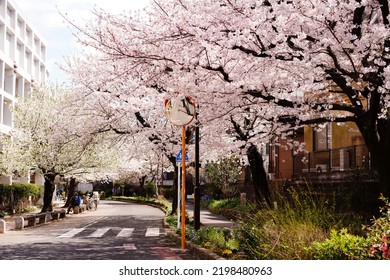 Spring Sakura In Tokyo City