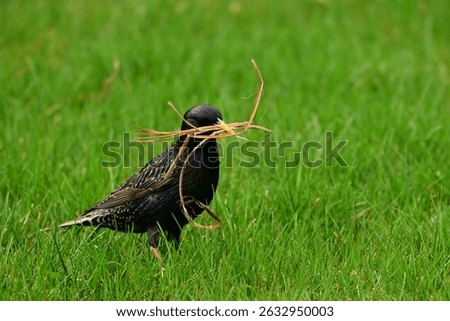 Spring scene of a European Starling bird with pine needles in its beak for nesting material