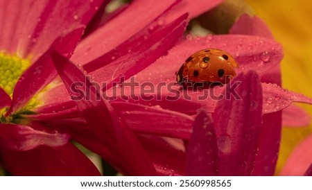 Spring scene of ladybug on flower leaves wet by rain