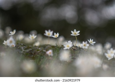 Spring Scene - Meadow Of Wood Anemone Or Anemonoides Nemorosa Early-spring Flowering Plant In The Buttercup Family Ranunculaceae.