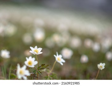 Spring Scene - Meadow Of Wood Anemone Or Anemonoides Nemorosa Early-spring Flowering Plant In The Buttercup Family Ranunculaceae.