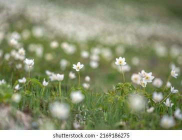 Spring Scene - Meadow Of Wood Anemone Or Anemonoides Nemorosa Early-spring Flowering Plant In The Buttercup Family Ranunculaceae.