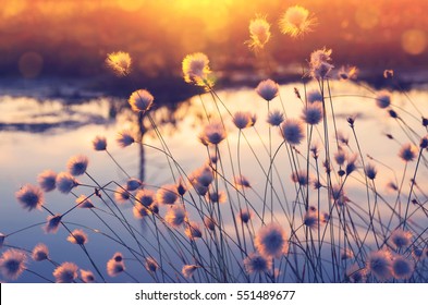 Spring scene. Plant cotton grass over water in beams of the sunset sun.