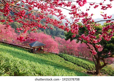 Spring scenery of beautiful cherry blossom trees (sakura) blooming on the green hillside under sunshine and tourists gathering in a gazebo to enjoy the view, in Xinshe District, Taichung City, Taiwan