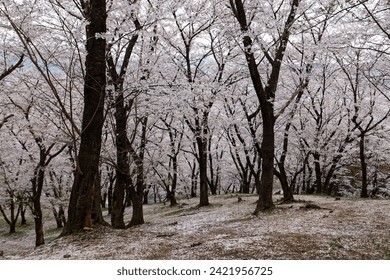 Spring scenery of the forest of pink cherry blossom (Sakura) trees on the hillside of Koboyama Kofun 弘法山 古墳 (burial mound, tumulus), with fallen petals covering the ground, in Matsumoto, Nagano, Japan