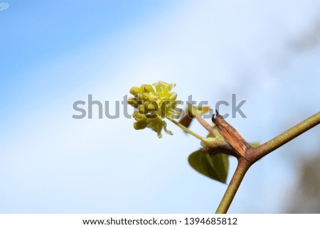 bud Colour photo