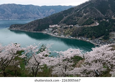 Spring scenery of Lake Biwa (琵琶湖), with a resort hotel surrounded by beautiful cherry blossom trees on the lakeside hill, seen from Tsuzura Ozaki viewpoint in Nagahama, Shiga Prefecture (滋賀県), Japan