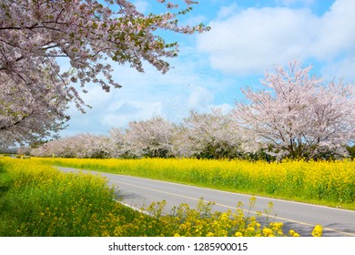 It is spring scenery of 