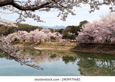 Spring scenery of pink cherry blossom trees (Sakura) reflected in the lake at Rokudo no Tsutsumi 六道の堤 in Ina City, Nagano Prefecture, Japan, with snow capped Central Alps in background under sunny sky
