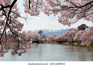 Spring scenery of pink cherry blossom trees (Sakura) blooming by the lake at Rokudo no Tsutsumi 六道の堤 in Ina City, Nagano Prefecture, Japan, with snow capped Central Alps in background under sunny sky