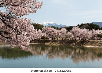 Spring scenery of pink cherry blossom trees (Sakura) reflected in the lake at Rokudo no Tsutsumi 六道の堤 in Ina City, Nagano Prefecture, Japan, with snow capped Central Alps in background under sunny sky