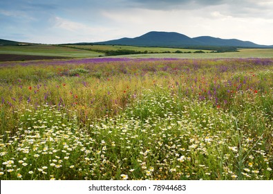 Spring scenery with wild flowers of the field blossoms and mountain, nature landscape