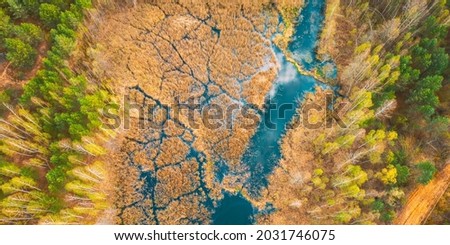 Spring Season. Aerial View. Young Birches Grow Among Small Marsh Bog Swamp River. Deciduous Trees With Young Foliage Leaves In Landscape In Early Spring.