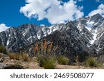 Spring season in Alabama Hills with Mount Whitney, California, USA. 