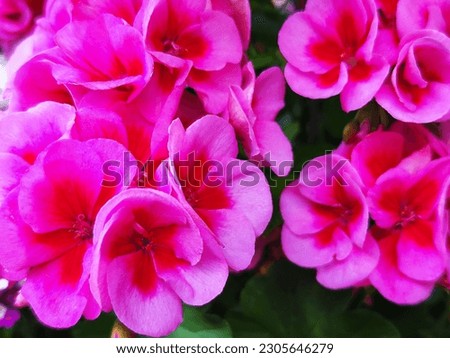 Spring season with colourful muscat blossoms. Pelargonium is a genus of flowering plants, popularly known as muscatels.