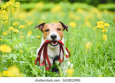 Spring season concept with dog holding leash in mouth inviting to go for walk outdoor