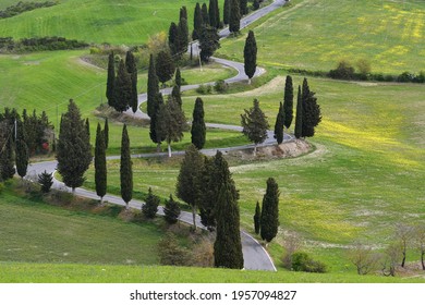 Spring season, country road bordered by cypress trees near Monticchiello, Siena, Tuscany, Italy.